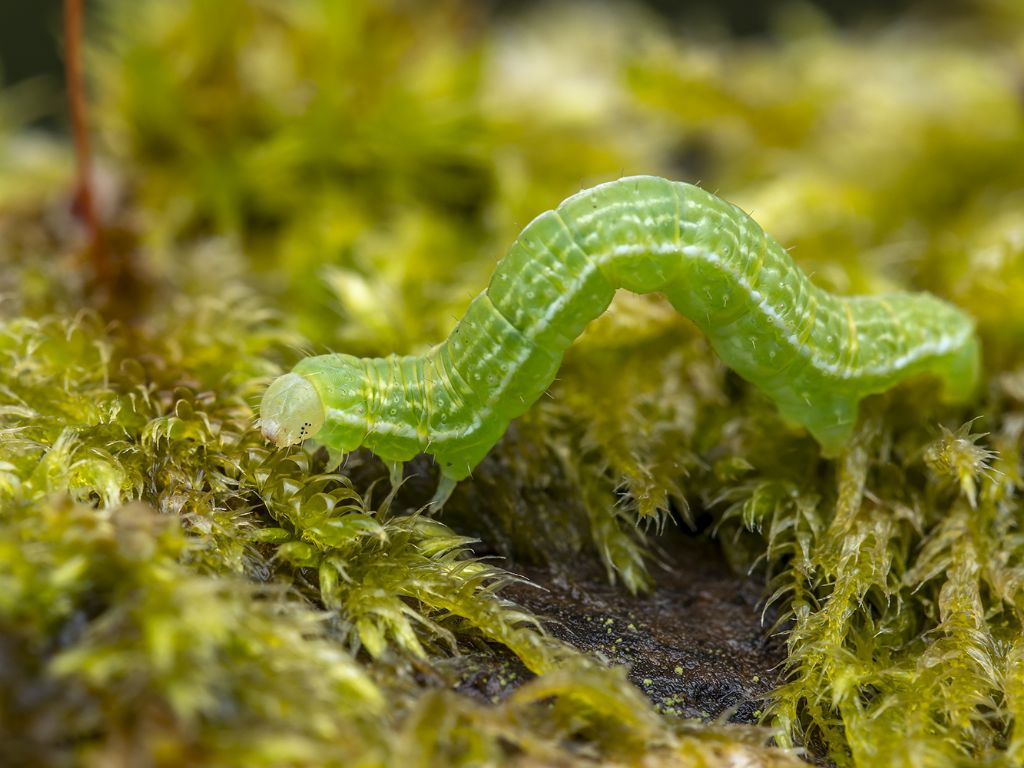 Bruco di Chrysodeixis chalcites